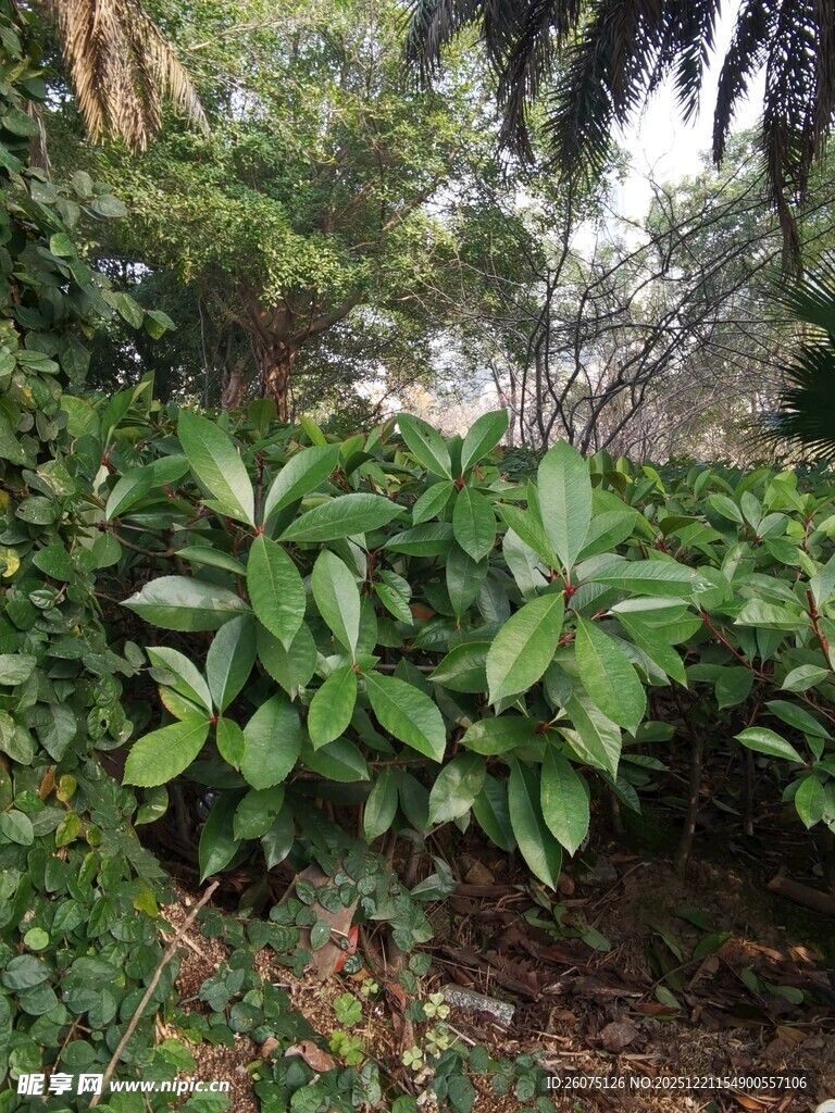 绿叶繁茂的灌木丛景观