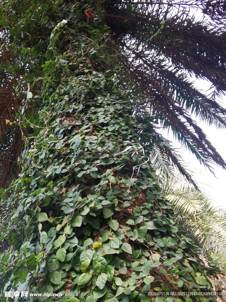 爬满藤蔓的粗壮树干