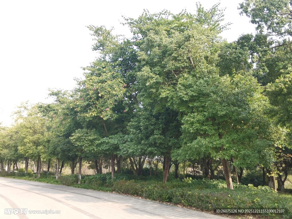 道路旁葱郁的绿树景观