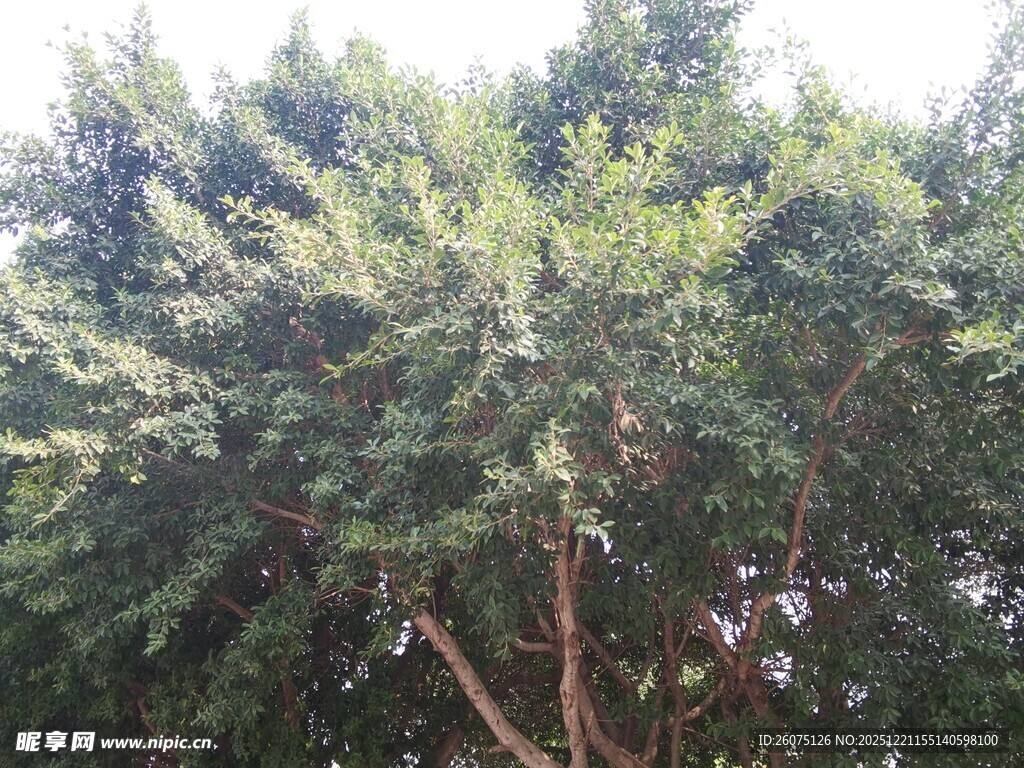 繁茂绿树展现自然生机