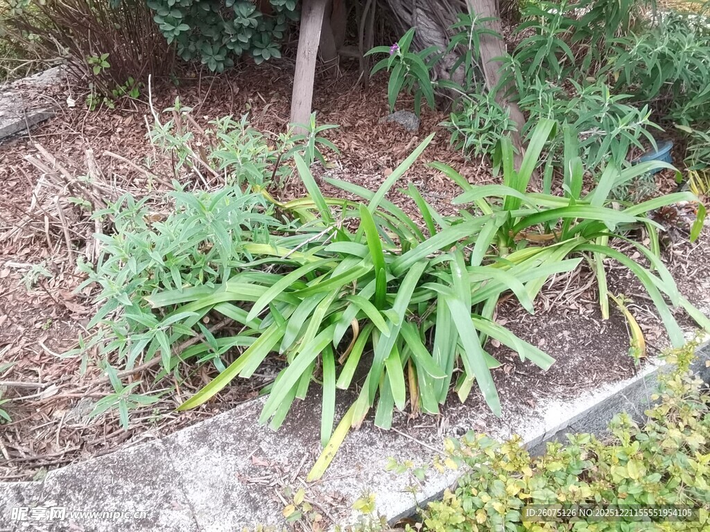 庭院中葱郁的绿植花卉