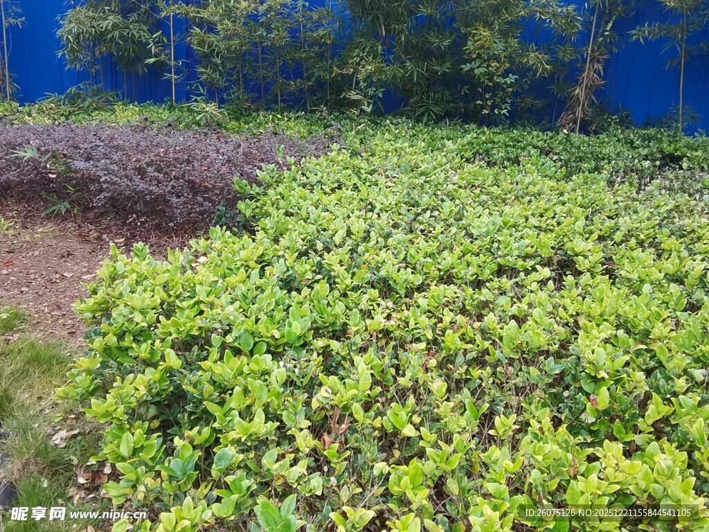 绿意盎然的植物景观