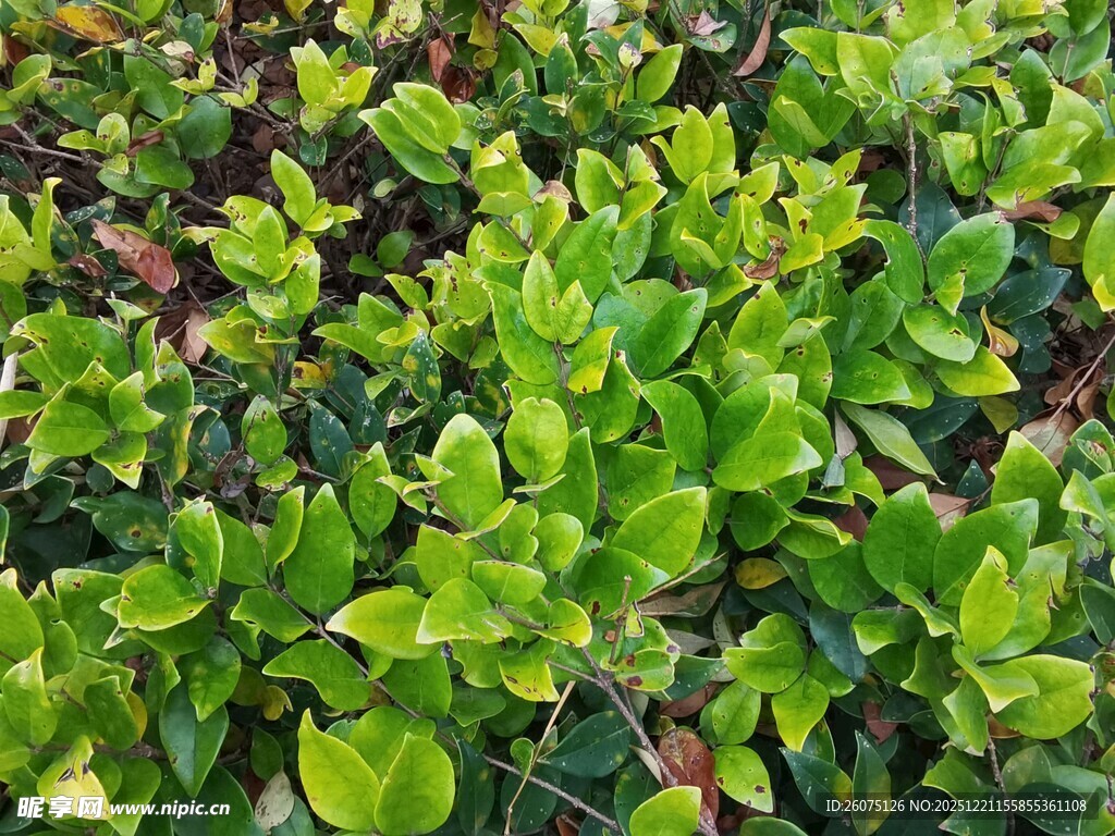 翠绿繁茂的绿植景观