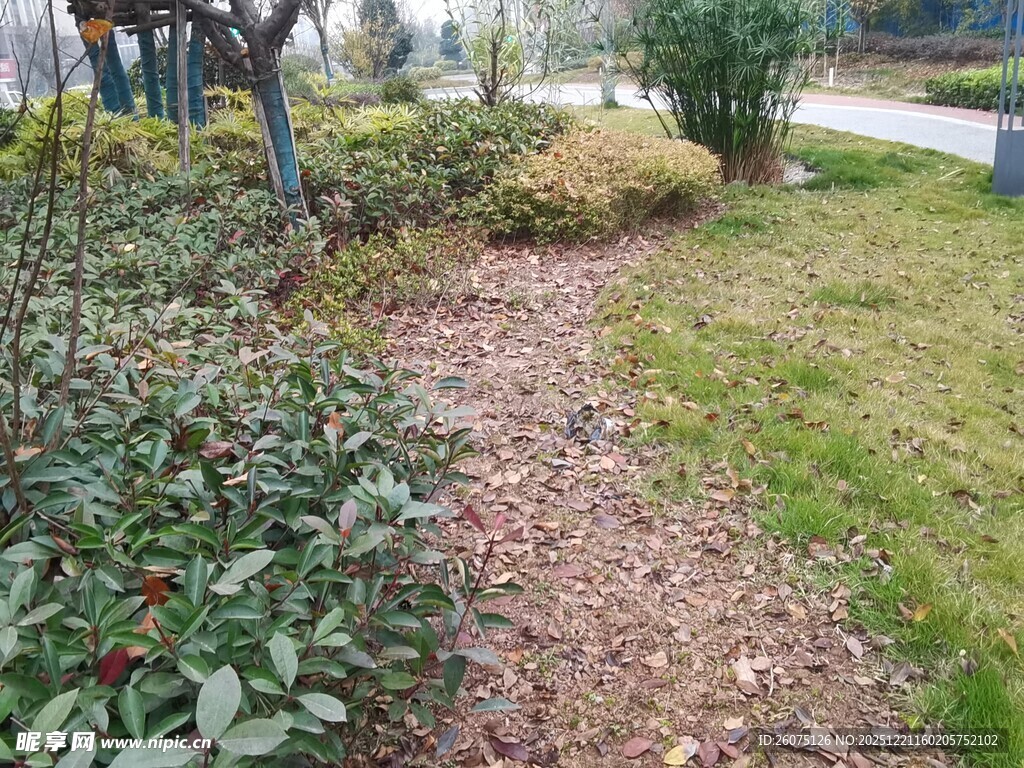 小区内的绿植小径