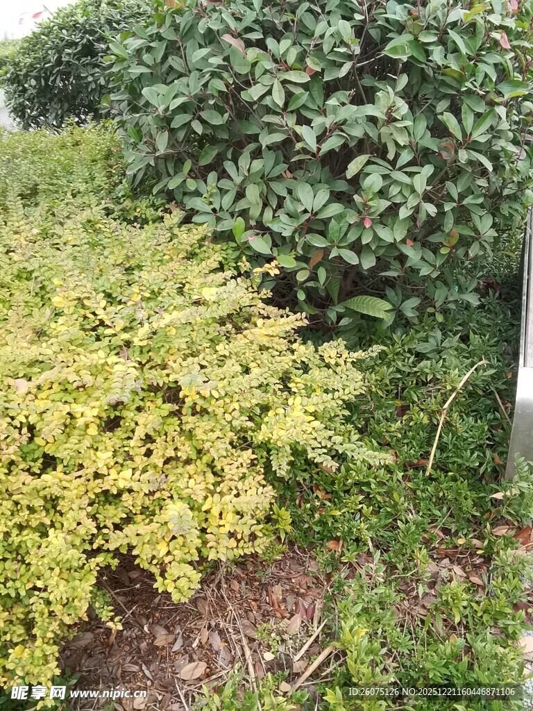 黄绿相间的繁茂灌木丛