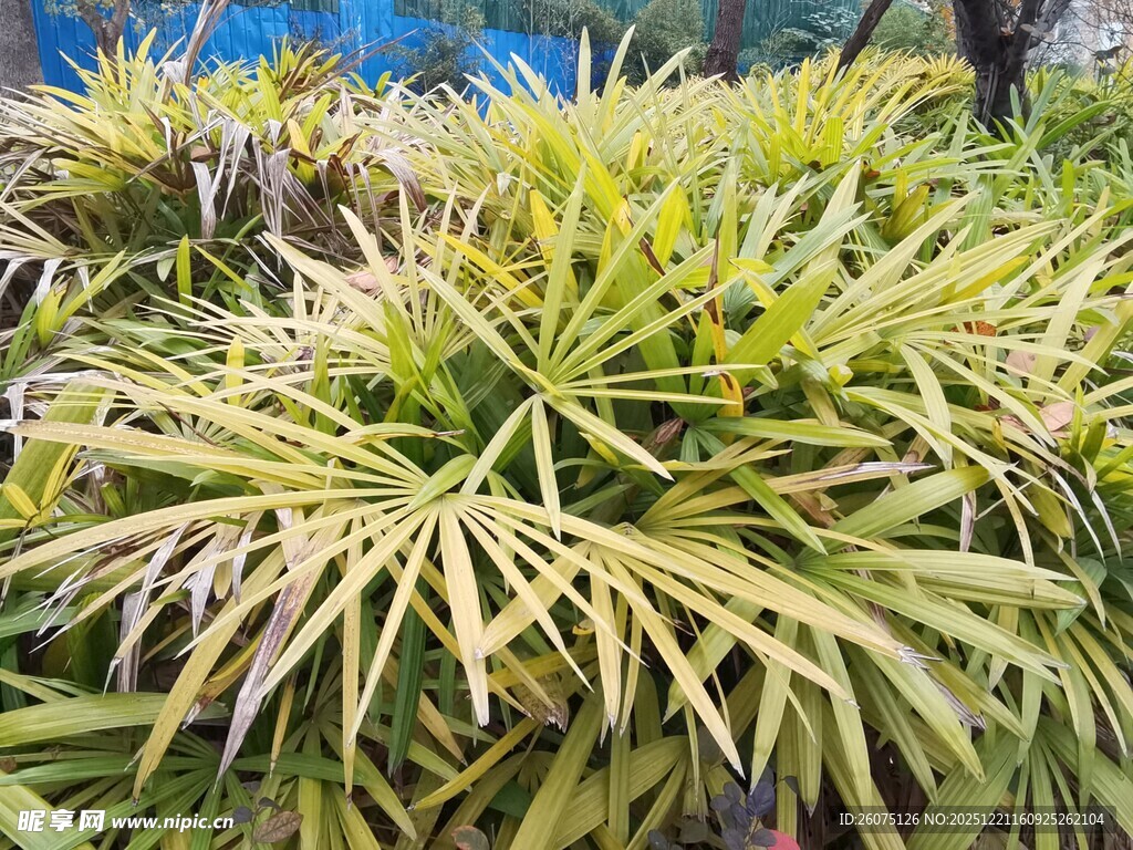 翠绿繁茂的热带植物景观