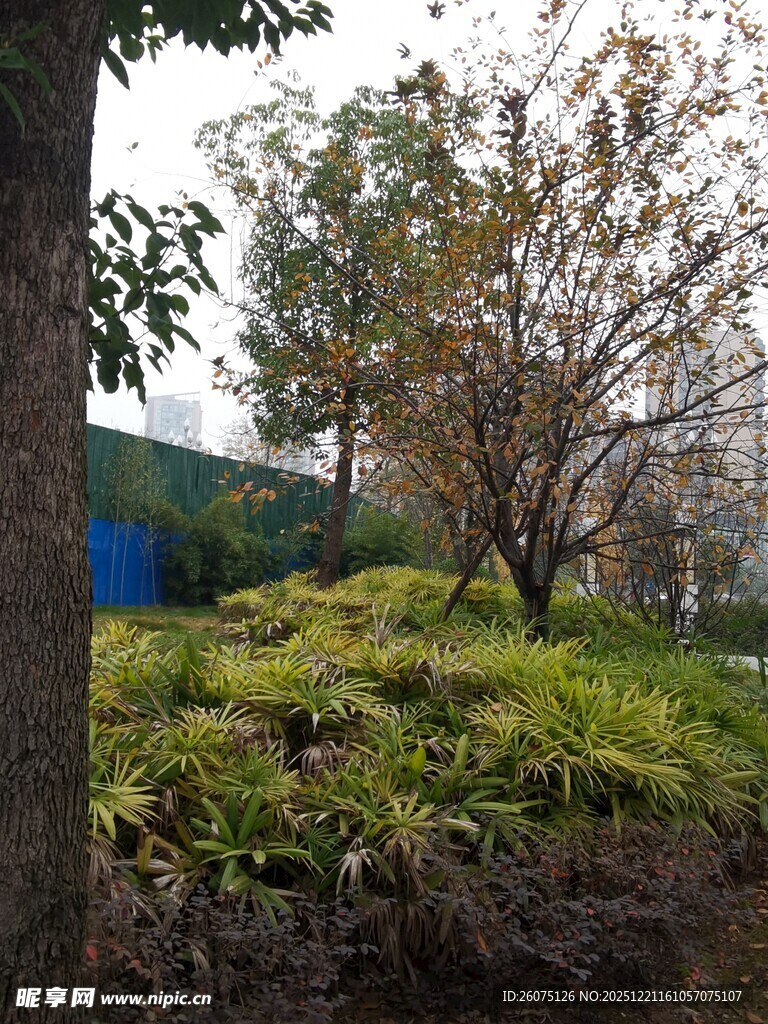 户外绿植树木景观