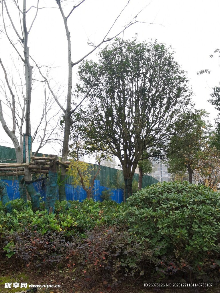 户外绿植与树木景观