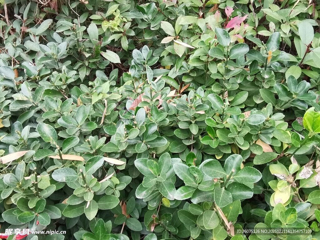 绿叶丛中点缀点点红花