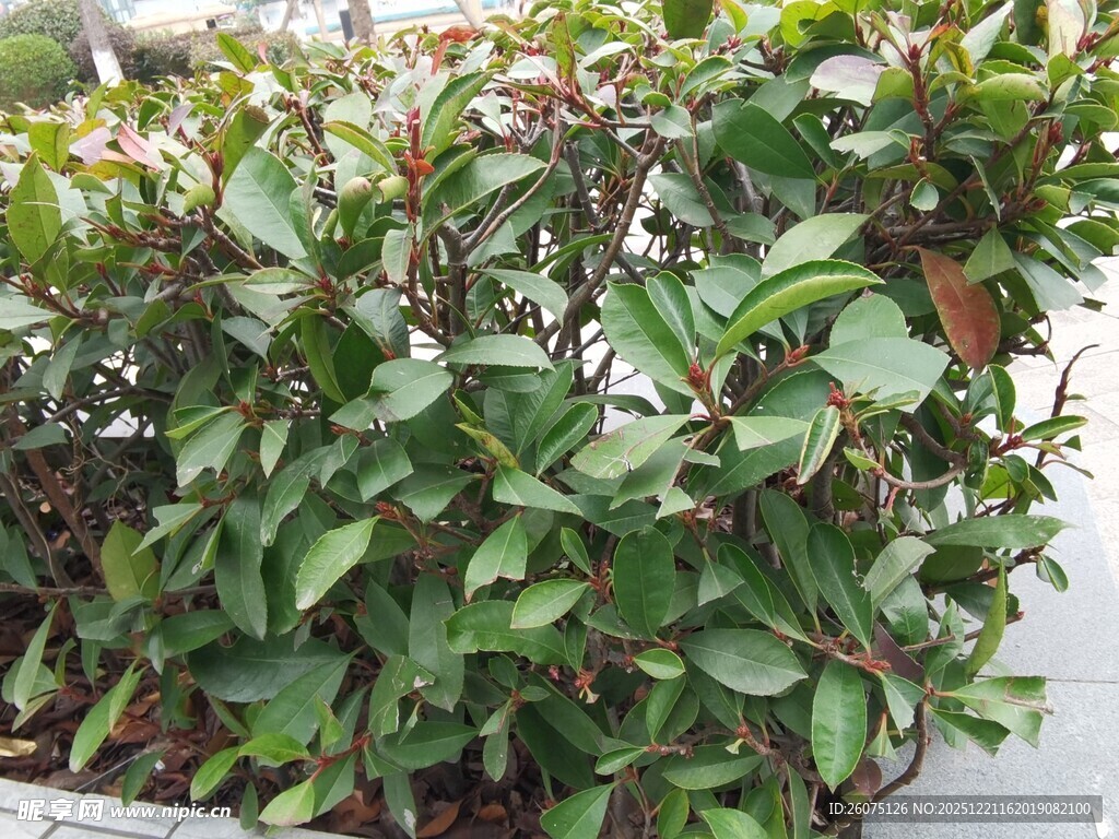 绿叶繁茂的户外植物景观