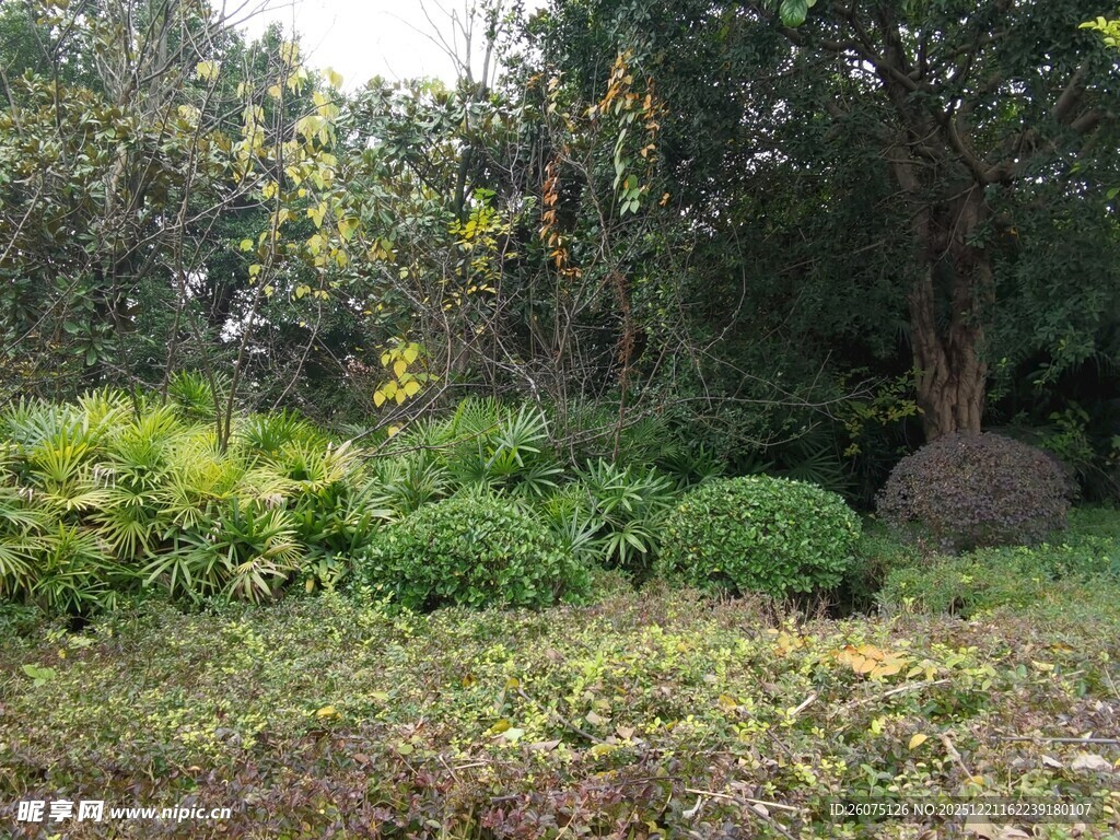 绿意盎然的自然园林景观