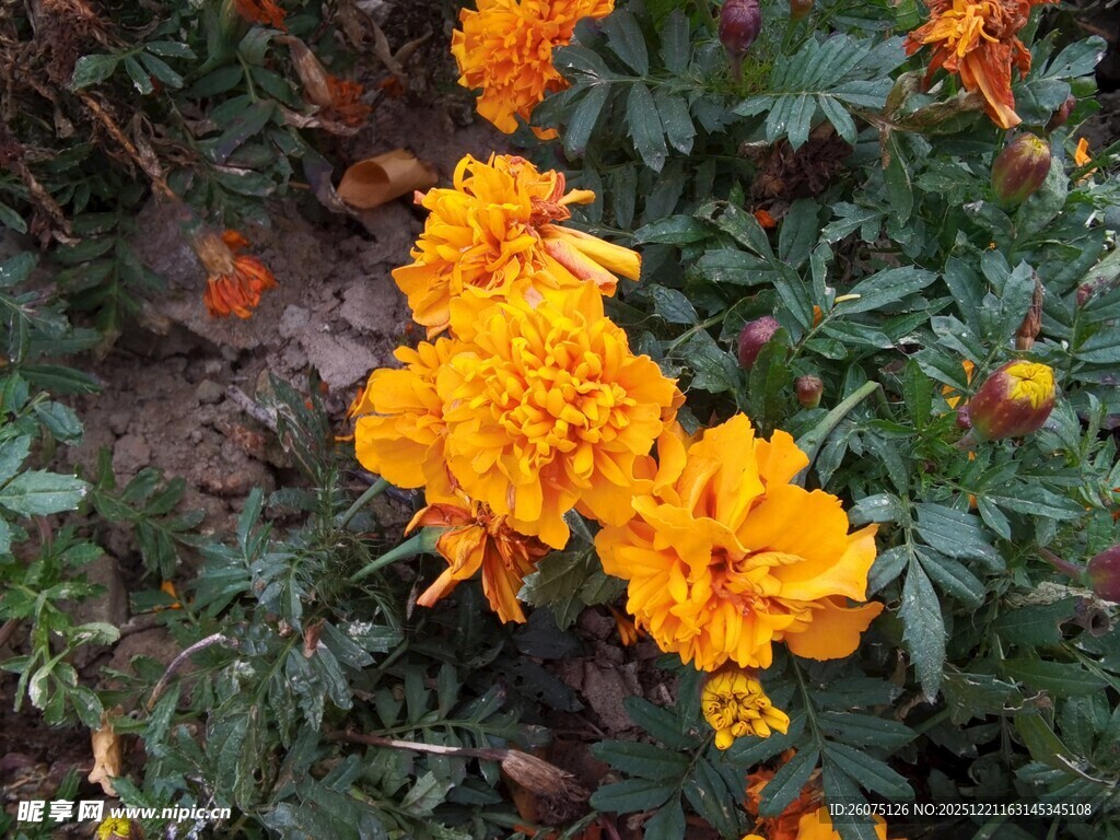 鲜艳橙色万寿菊绽放