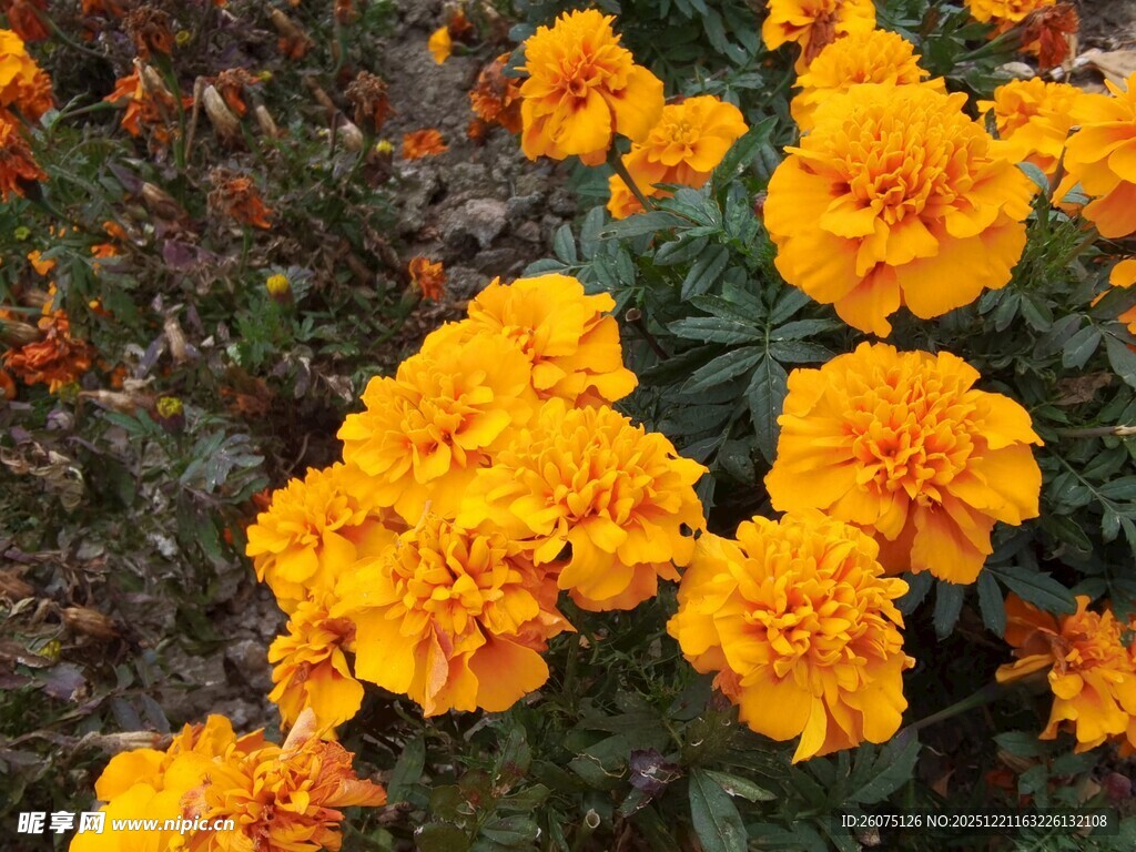 鲜艳橘黄色万寿菊绽放