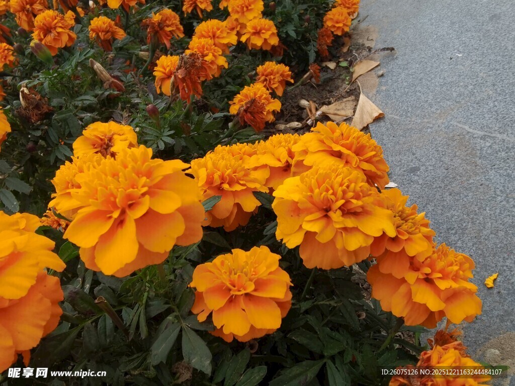 路边盛放的鲜艳万寿菊