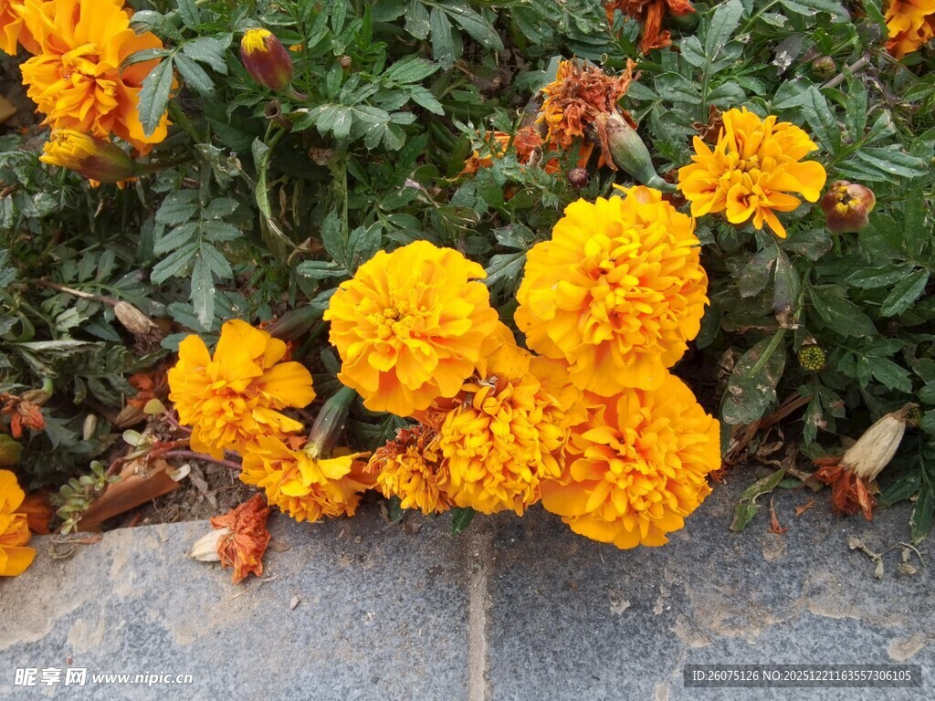 鲜艳万寿菊绽放于绿叶间