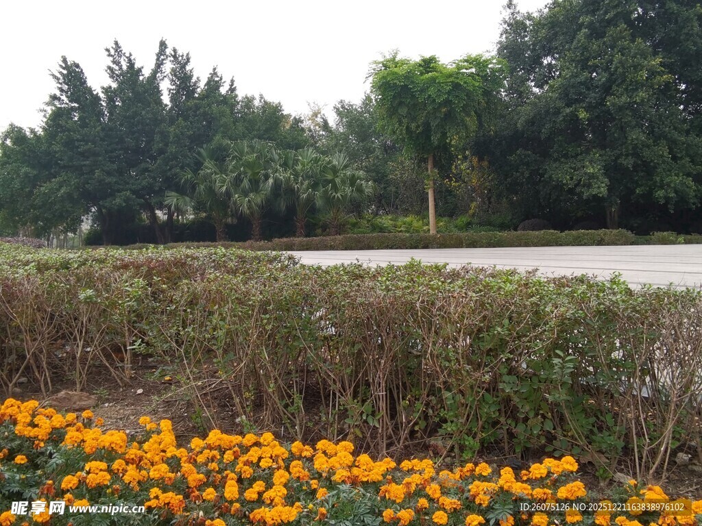 路边绽放的灿烂黄色花丛