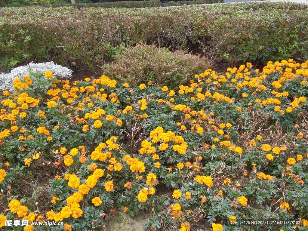 金黄灿烂的花丛景观