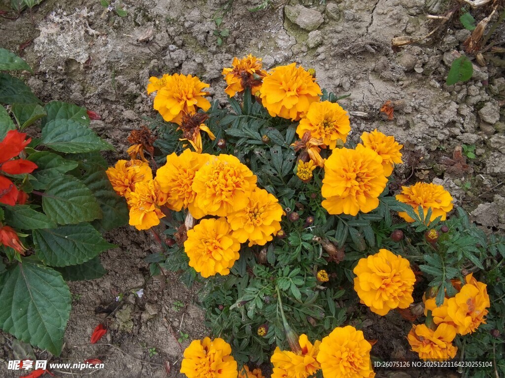 鲜艳黄色万寿菊绽放