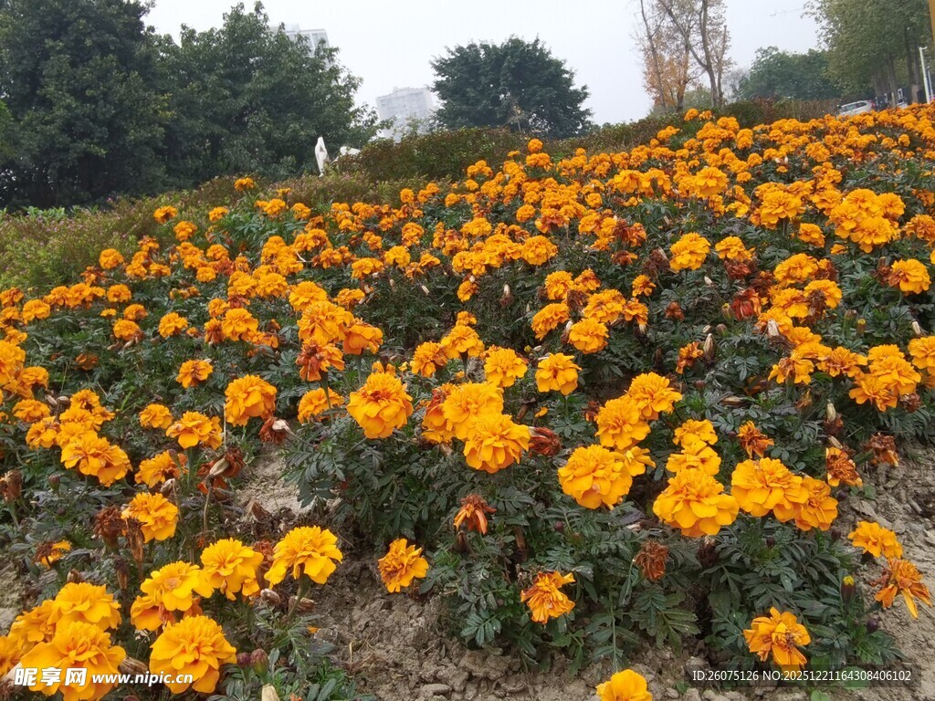 灿烂橘色花田美景