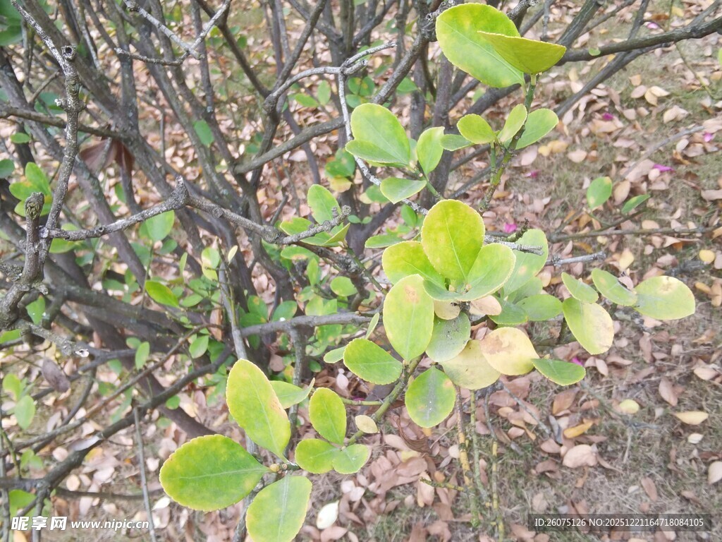 嫩绿枝叶生长于地面