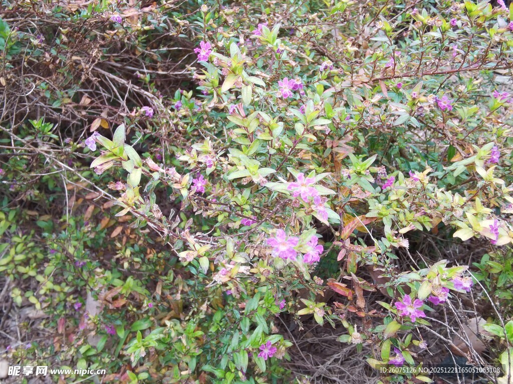 紫色小花的繁茂灌木丛