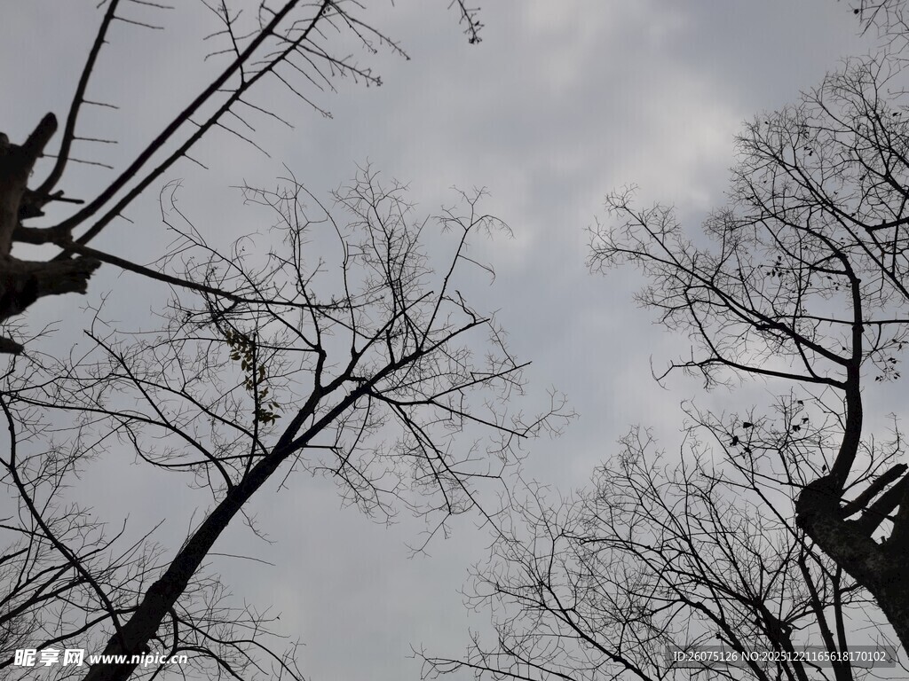 冬日枯树景象