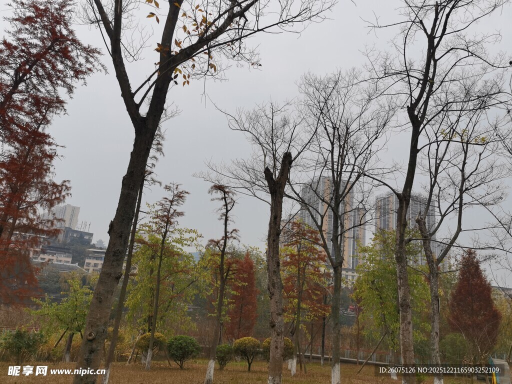 冬日萧瑟树林景观