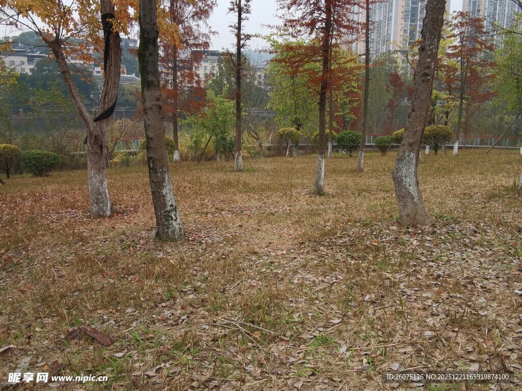 秋日林间落叶景致