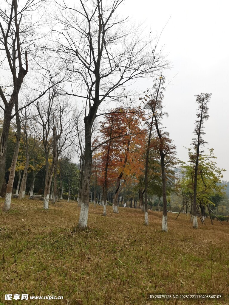 秋日郊野树林草地景象