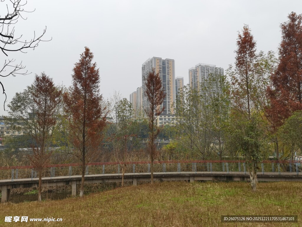 雾中树林旁的城市景观