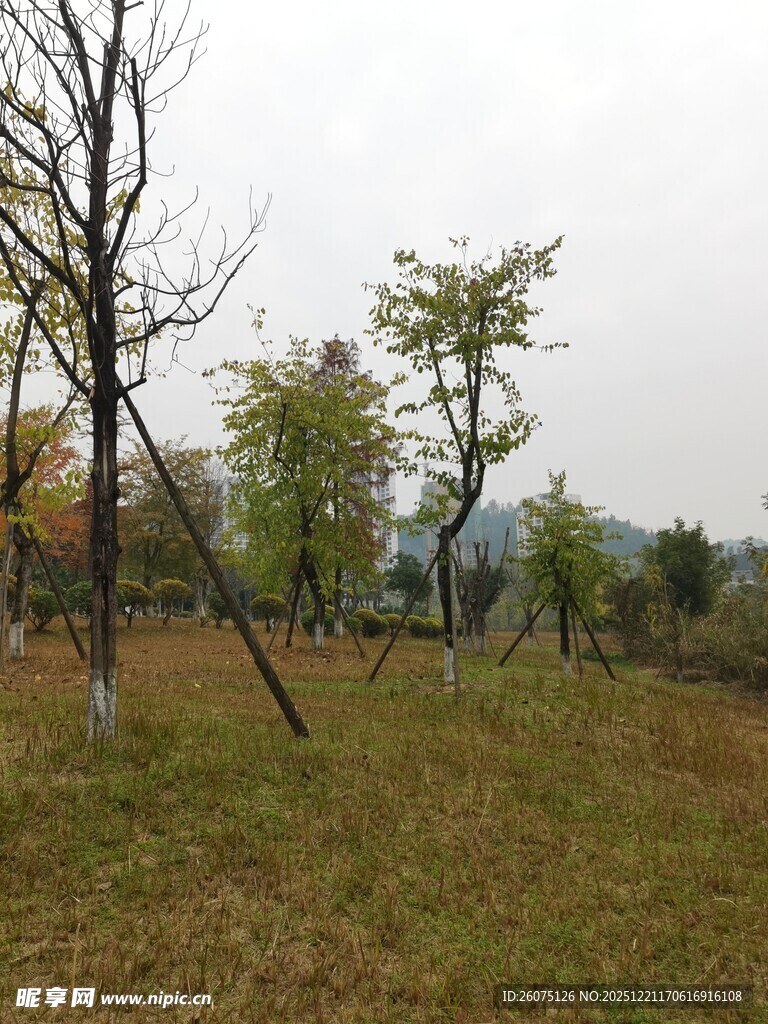 秋日郊野树林风景