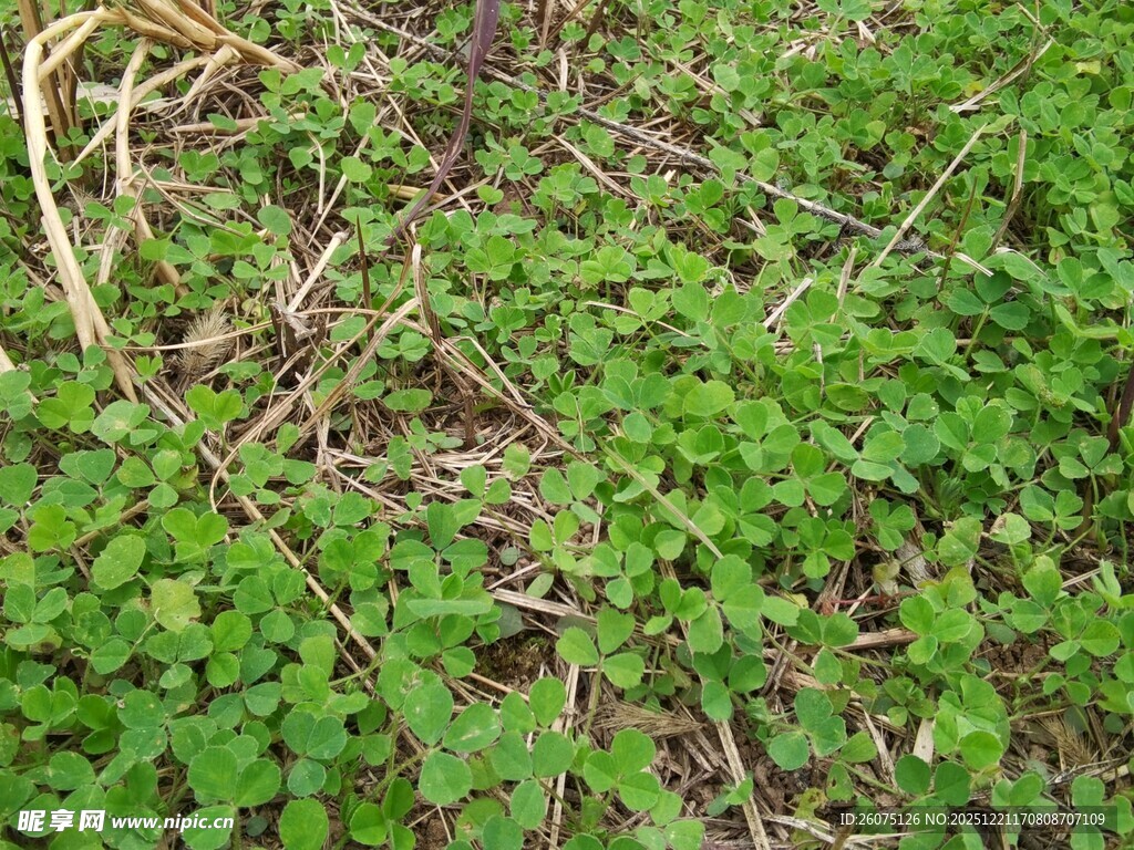嫩绿繁茂的地面植物景观