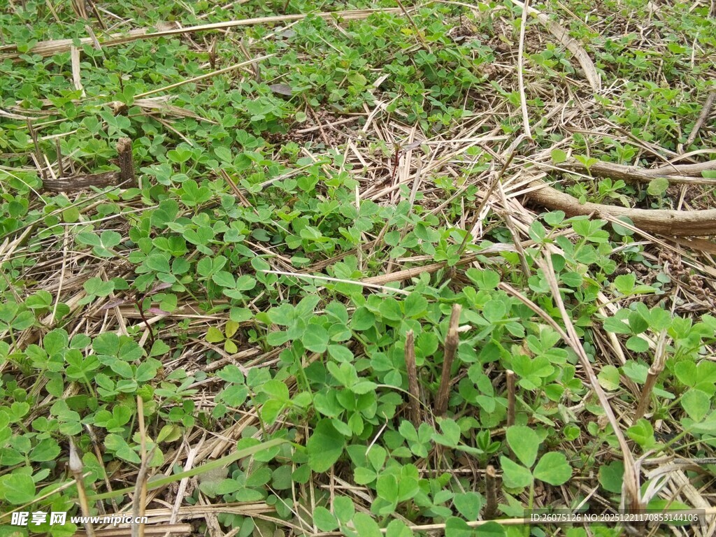 地面上的嫩绿植物