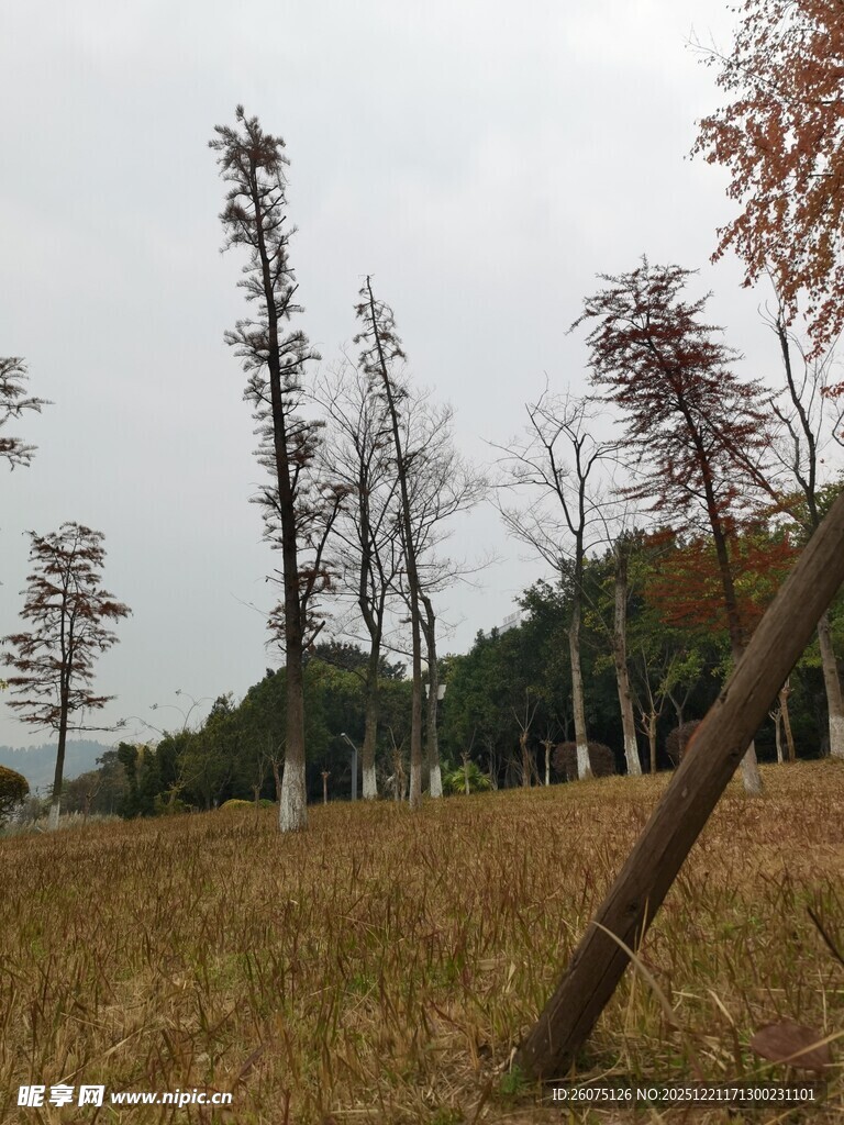 秋日旷野中的枯树景象