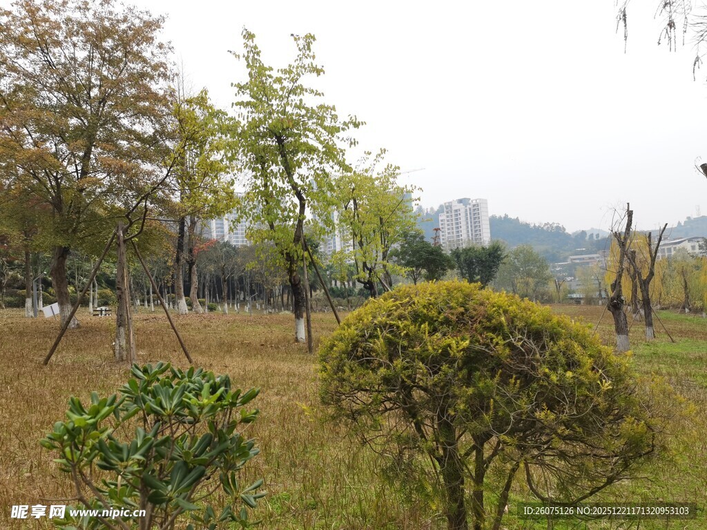 户外园林景观绿植景象