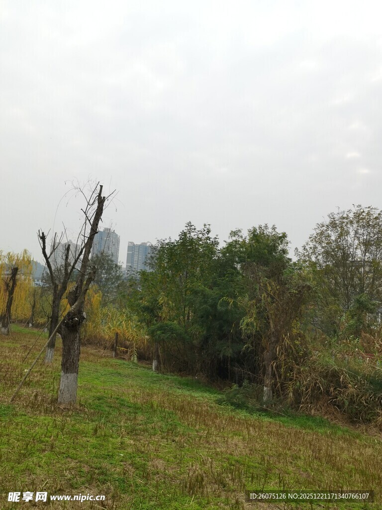 秋日郊野枯树与绿植景观