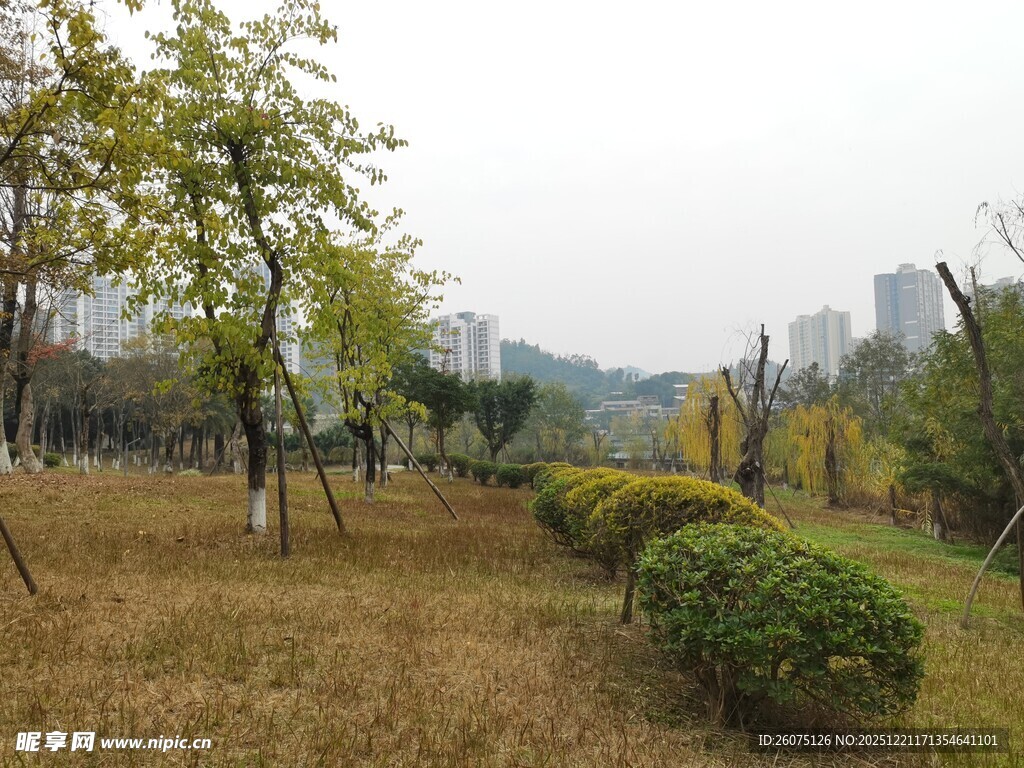 城市公园中的绿植景观