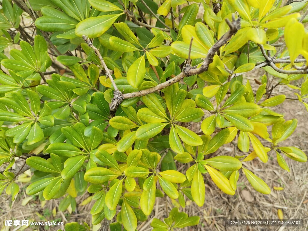 绿叶繁茂的植物景观