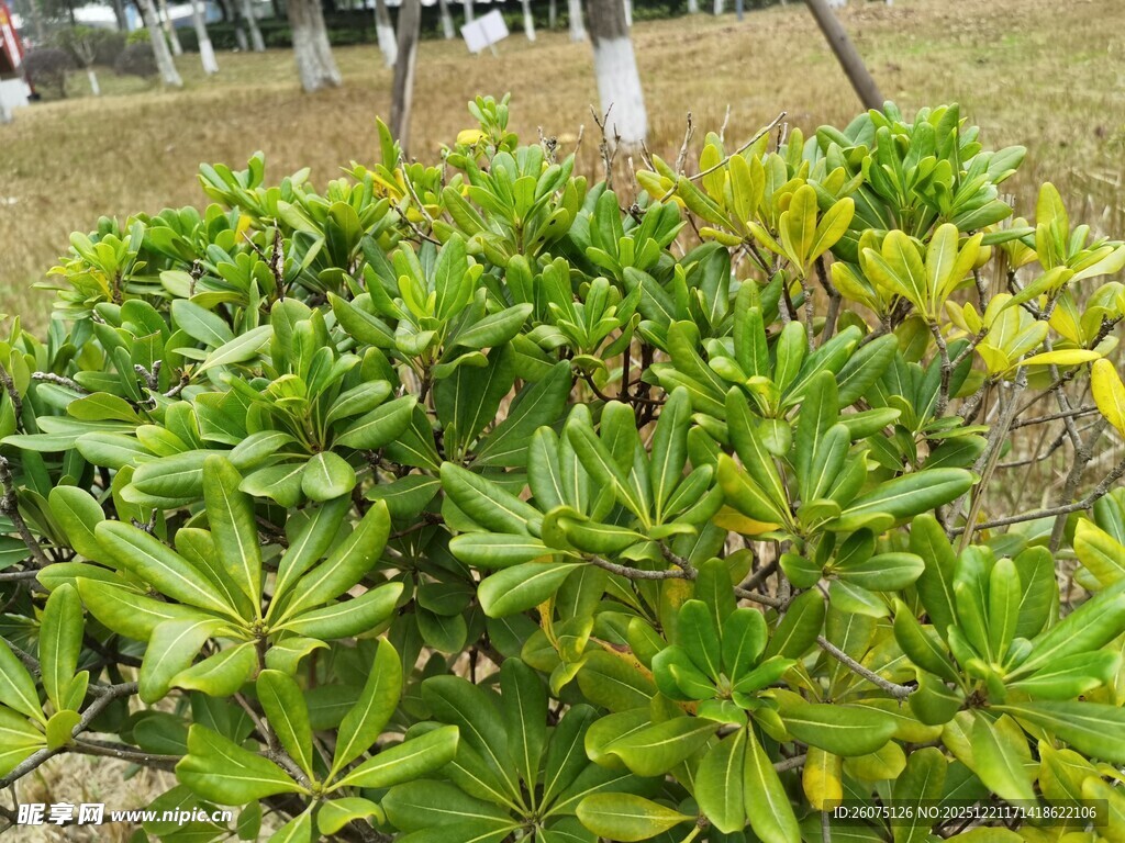 绿叶繁茂的户外植物景观