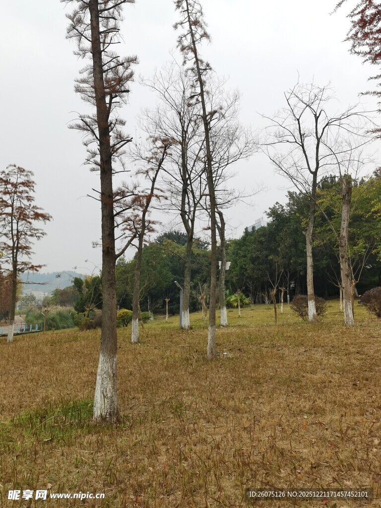 冬日枯树林景观