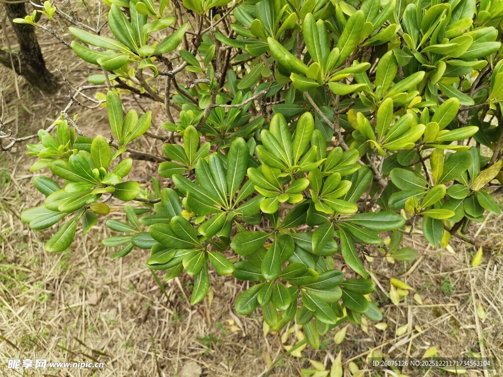 翠绿繁茂的低矮绿植