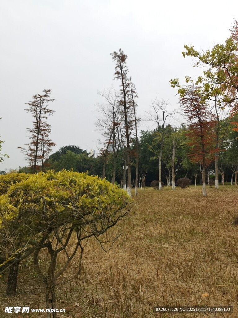 秋日郊野的树木与灌木