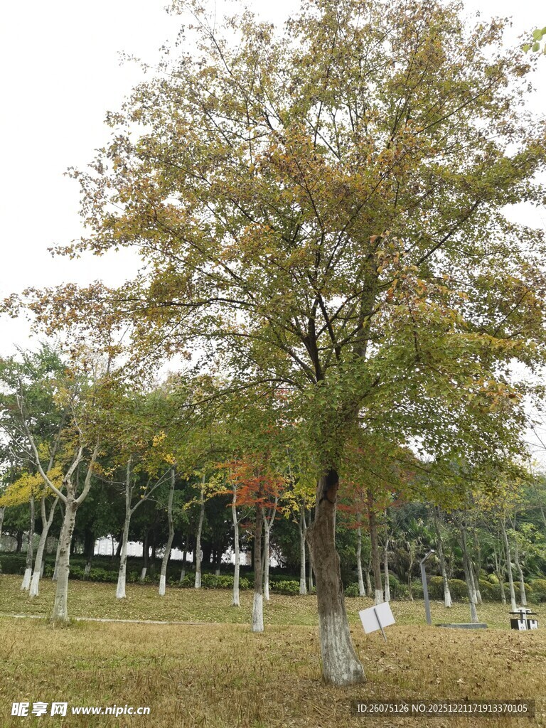 秋日树林中的单棵斑斓树木