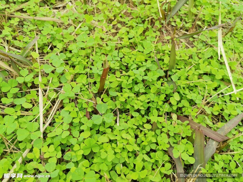 嫩绿丛生植物景观