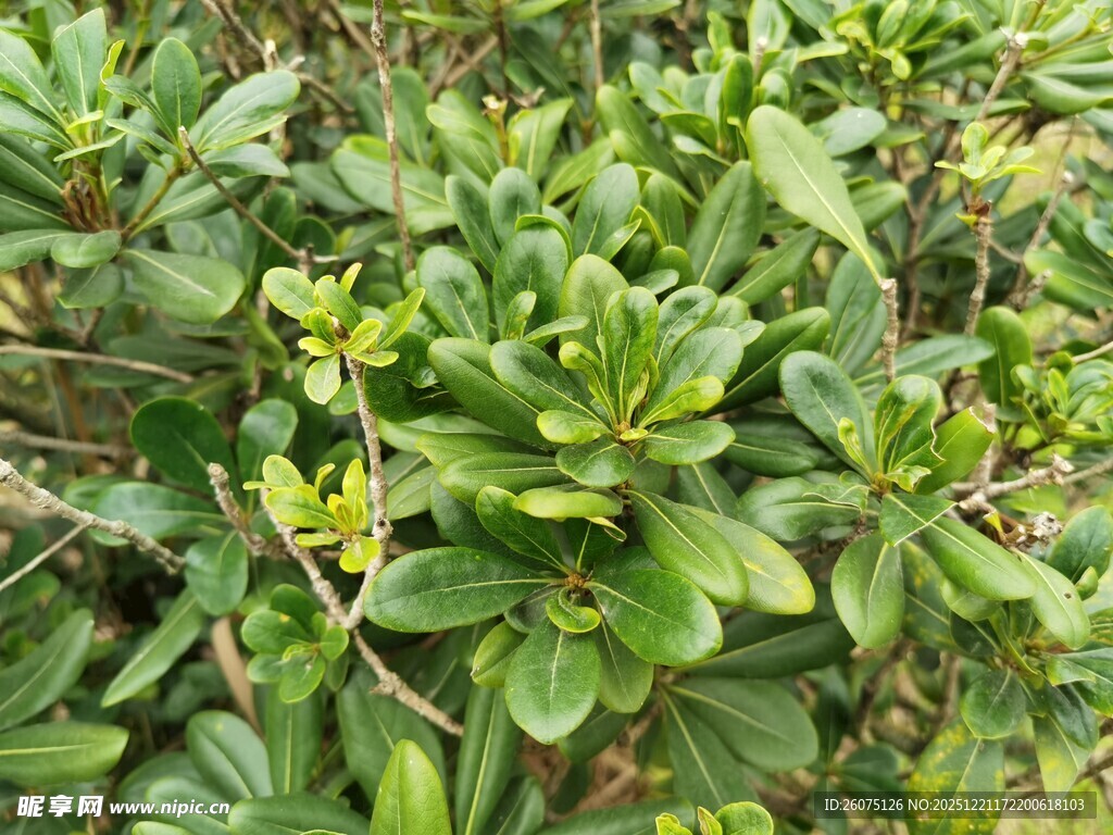绿叶繁茂的植物景观