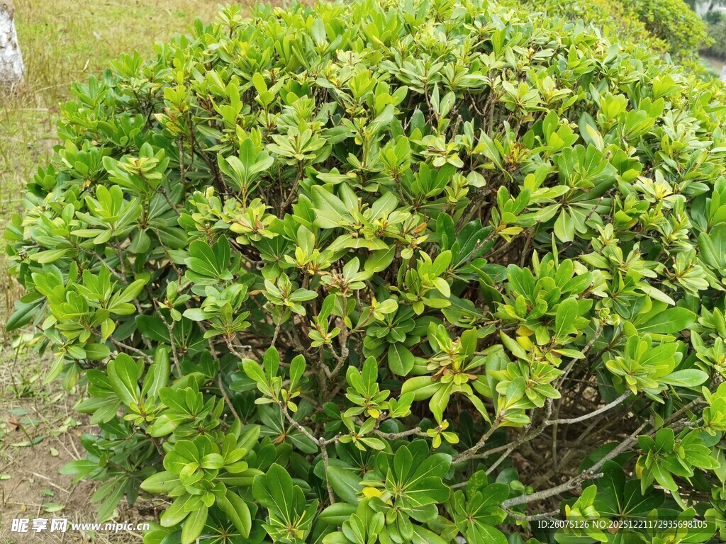 翠绿繁茂的球状灌木