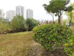城市中的绿植景观