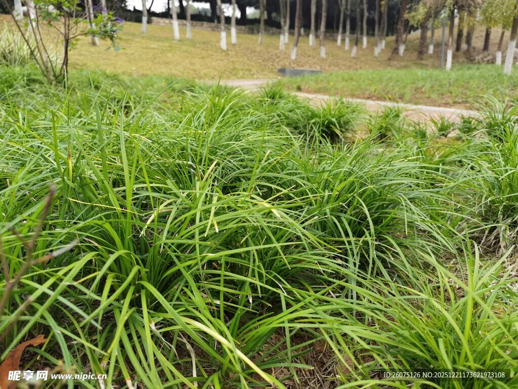 翠绿葱茏的户外草丛景观