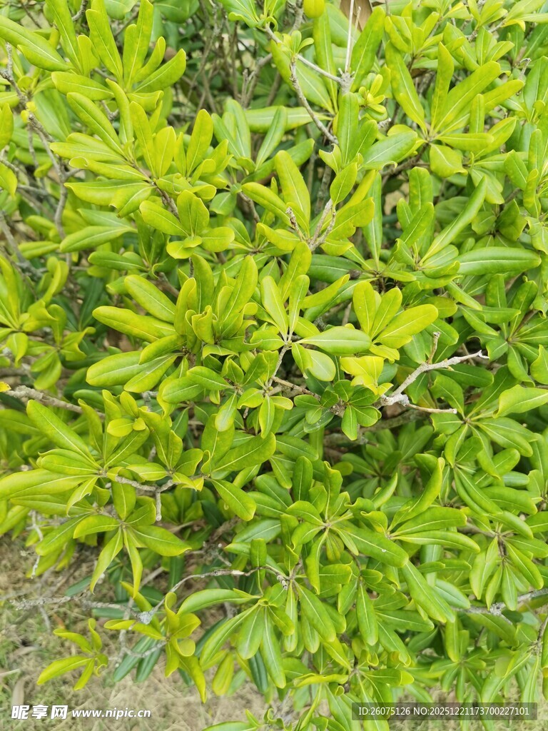 翠绿繁茂的植物景观