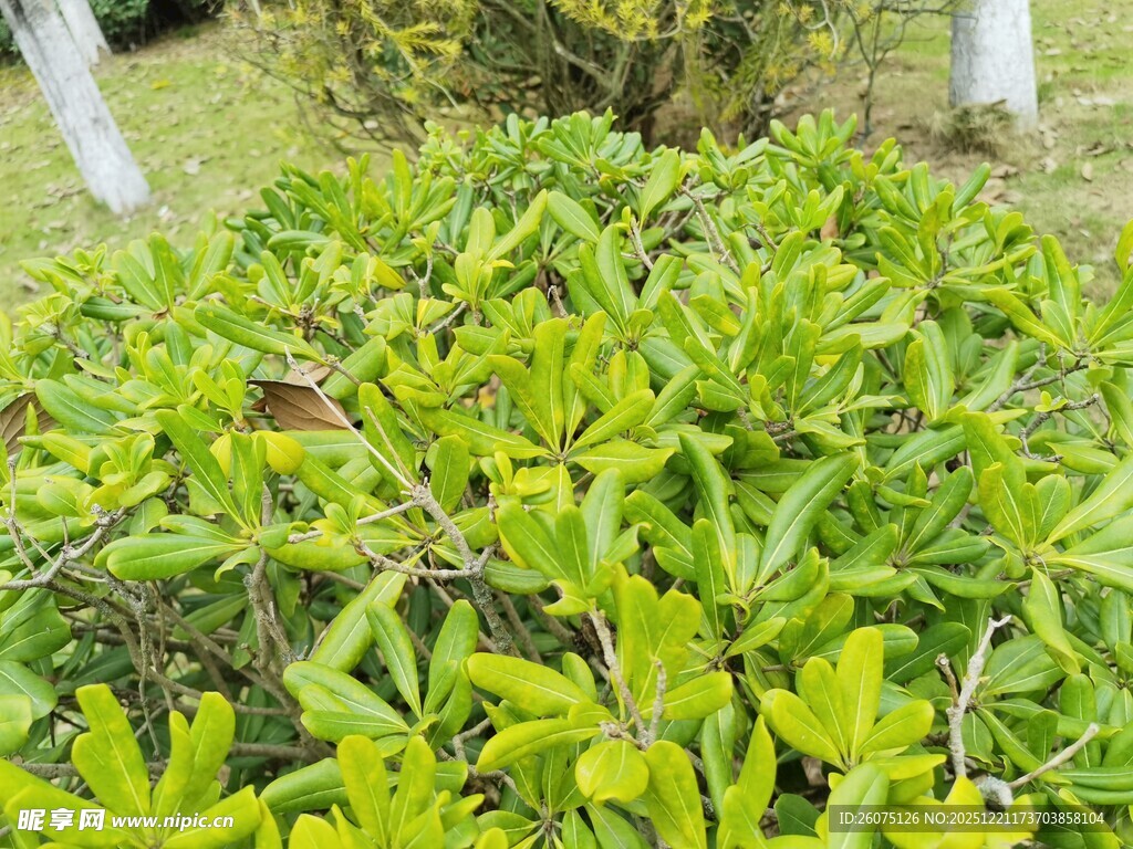 翠绿繁茂的绿植景观